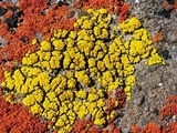 Candelariella rosulans image