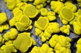 Candelariella rosulans image