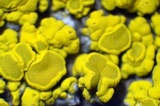 Candelariella rosulans image