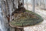 Phellinus robiniae image