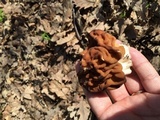 Gyromitra gigas image