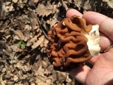 Gyromitra gigas image