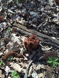 Gyromitra gigas image