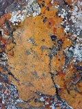 Caloplaca impolita image