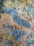 Caloplaca impolita image