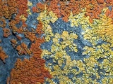 Caloplaca impolita image