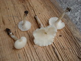 Cuphophyllus virgineus image