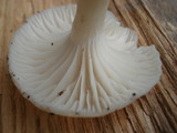 Cuphophyllus virgineus image