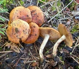 Pholiota highlandensis image