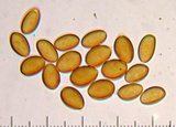Pholiota highlandensis image