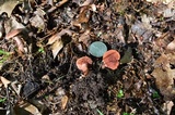 Lactarius camphoratus image