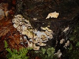 Daedaleopsis confragosa image