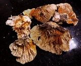 Hypomyces aurantius image