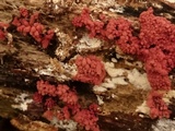 Arcyria denudata image