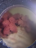 Arcyria denudata image