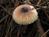 Lepiota rubrotinctoides image