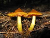 Humidicutis marginata image