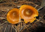 Humidicutis marginata image