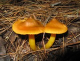 Humidicutis marginata image