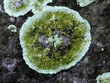 Dimelaena oreina image