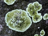 Dimelaena oreina image