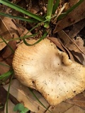 Russula pectinatoides image