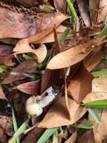 Russula pectinatoides image