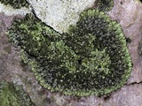 Phaeophyscia adiastola image