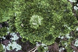Phaeophyscia adiastola image