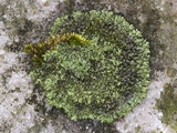 Phaeophyscia adiastola image