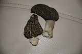 Morchella importuna image