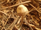 Mycena debilis image