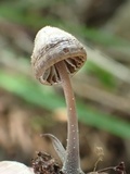 Mycena debilis image