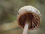 Mycena debilis image