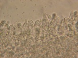 Mycena debilis image