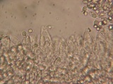 Mycena debilis image