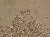 Mycena debilis image