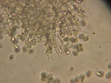 Mycena debilis image