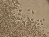 Mycena debilis image