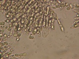 Mycena debilis image