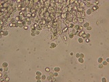 Mycena debilis image