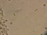 Mycena debilis image