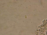 Mycena debilis image