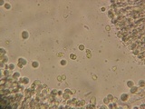 Mycena debilis image