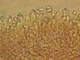 Mycena debilis image