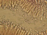 Mycena debilis image