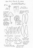 Mycena debilis image
