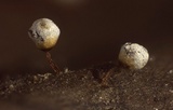 Craterium leucocephalum var. leucocephalum image