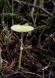 Leucocoprinus fragilissimus image