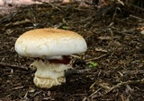 Hebeloma victoriense image